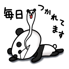 Daily Panda soul from the mouth