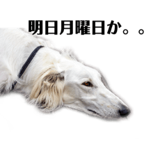 borzoi stamps on business days