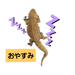 kinako_20190610213756