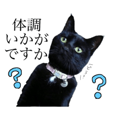 Kuroneko is concernd