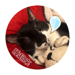 鐵起來（黑白貓）