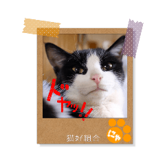 Polaroid photo-style cat sticker.