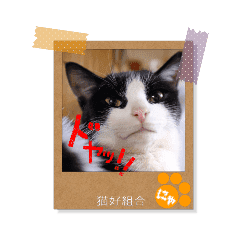 ポラロイド風ネコスタンプ Line スタンプ Line Store ポラロイド風ネコスタンプ Line スタンプ Line Store