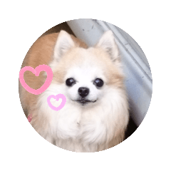 Chihuahua no runachan