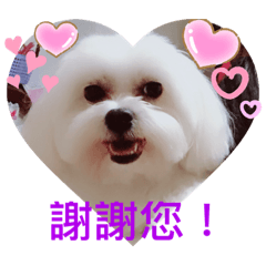 瑪爾寶貝 石布丁
