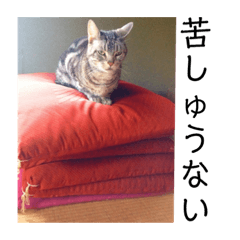 関西弁猫ピカソ君