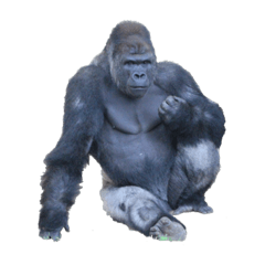 無言で語るゴリラ