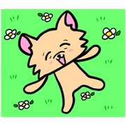 onigiri  chihuahua7