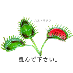 食虫植物 紅型