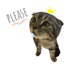 dino the cat (ver.1)