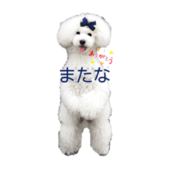 Mr. Koume of white toy poodle