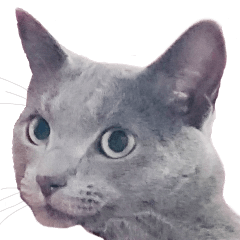 Family communication in Russian Blue