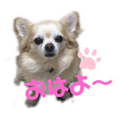 Kurumi-kun