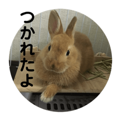 taro_20190612201402