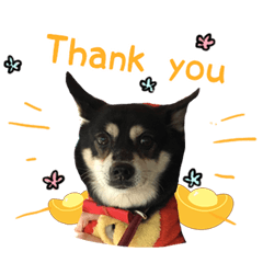 發大財柴犬