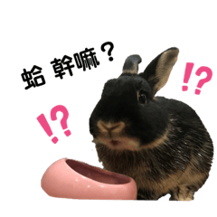 家有可愛三寶～～