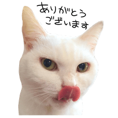 Everyday Cat Sticker Yuki
