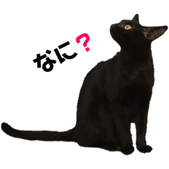BlackcattoWhitecat