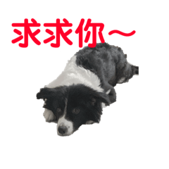 lady dog daily