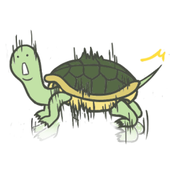 Funny tortoise --- COCO