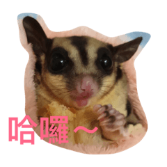 我是蜜袋鼯不是老鼠