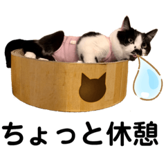TARO_20190613004422