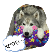 nakafamily miho