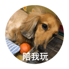 偶的日常用語
