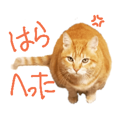 miyuki_20190614220001