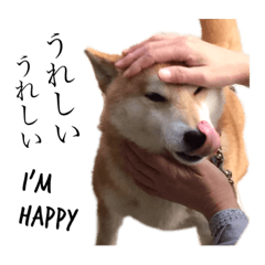 Shiba-inu Gonta!