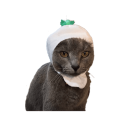 russian blue named of bebe