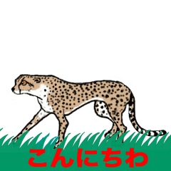 Cheetah LOVE