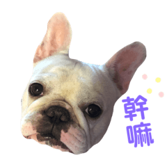french bull dogy