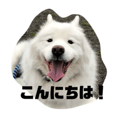 Samoyed Tala with Rian