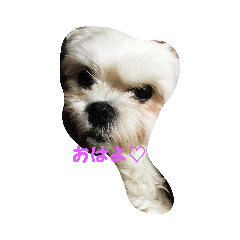 cocoa_20190615112923