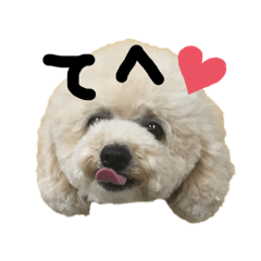 It is "puku"of the toy poodle.Part2