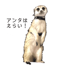 ミーアキャットのかおると遊ぼ Line スタンプ Line Store ミーアキャットのかおると遊ぼ Line スタンプ Line Store
