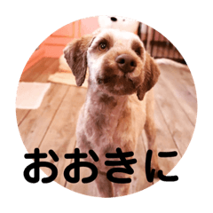 Kuu_Kobe