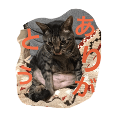 CATSTANP_20190615211233