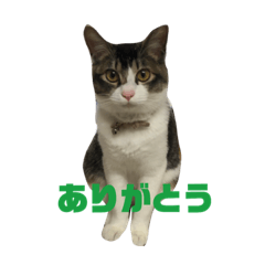 cute cat 100%