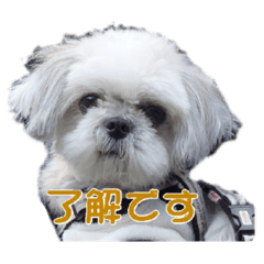 kota_20190615200757
