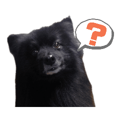 黒ポメの気分 Line スタンプ Line Store 黒ポメの気分 Line スタンプ Line Store