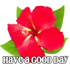 Tropical blooming flowers