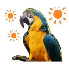 金剛鸚鵡 Macaw Parrot Coco & Lola