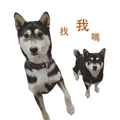 Shiba duo yao