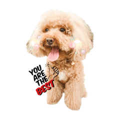 紅毛貴賓 Dog- 錢錢日常