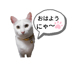 nekomata_20190616171012