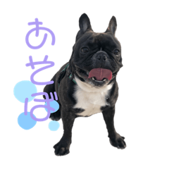 French bulldog Pon
