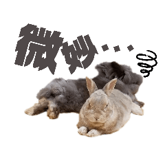 RINRIN_20190616155512