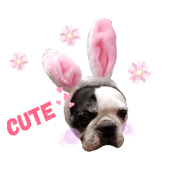 minamidogs